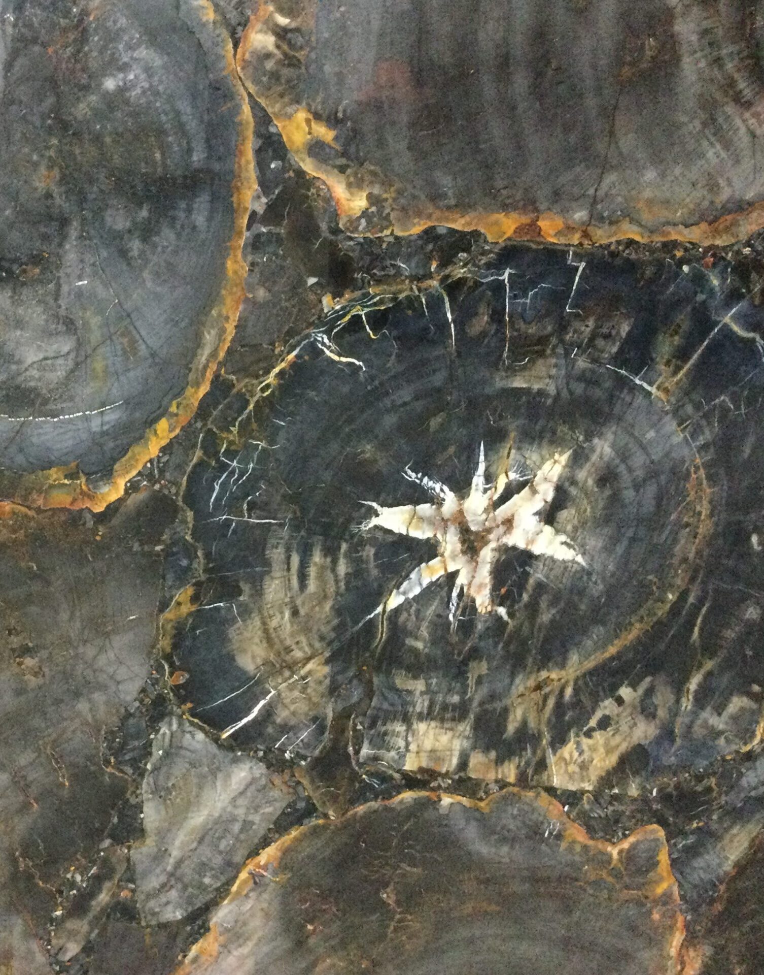 Black Petrified Wood